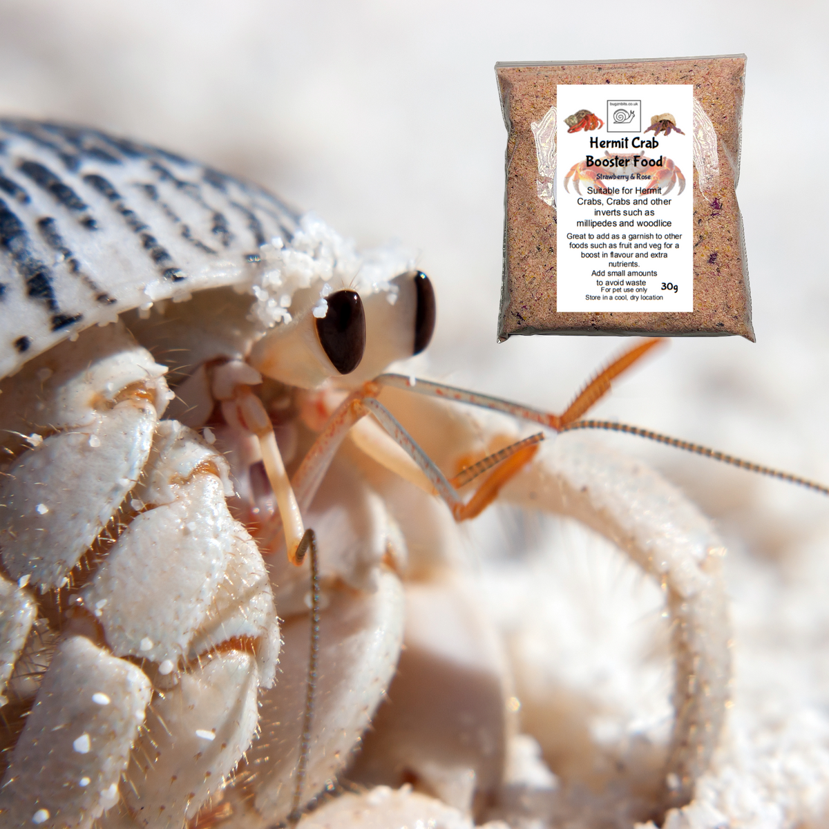 Hermit Crab food