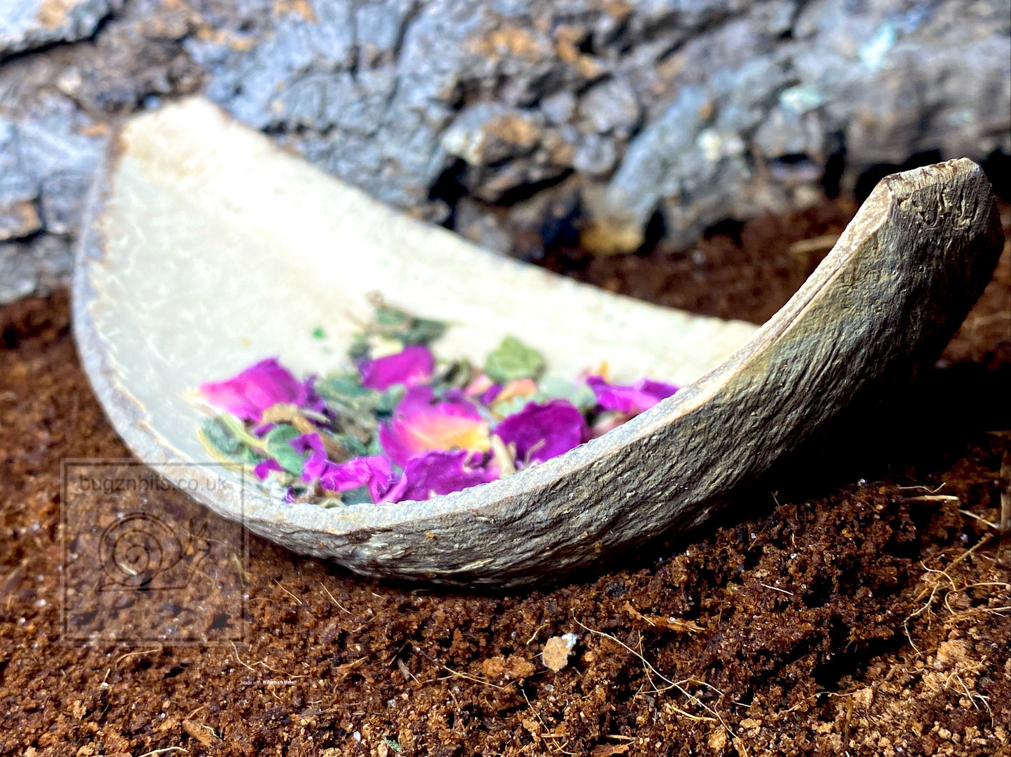 Coconut quarter 100% Natural