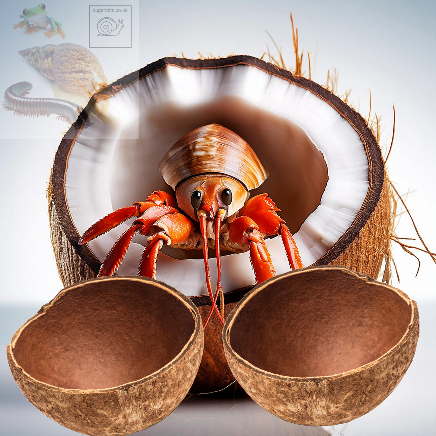 Coconut half bowl 100% Natural