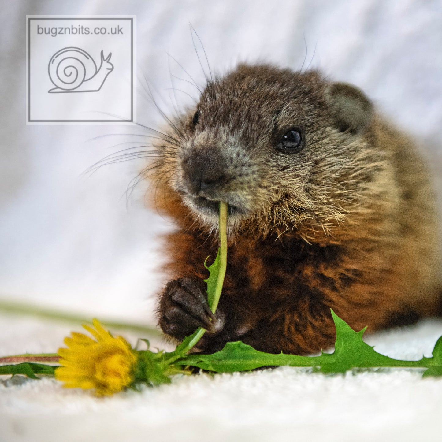 Garden Salad, Dandelion Leaf