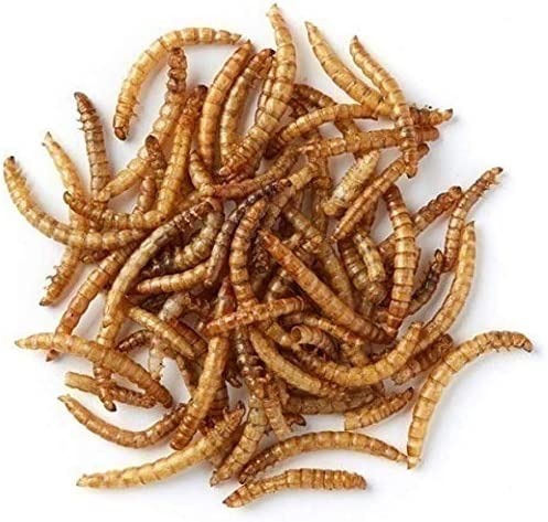 Oven Dried Mealworm