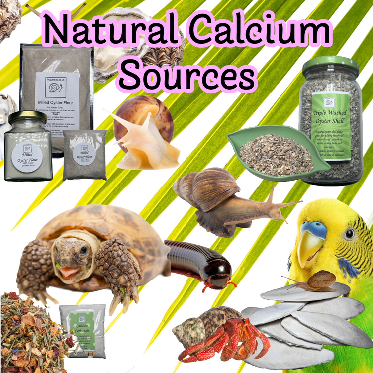 E:- Natural Calcium Sources