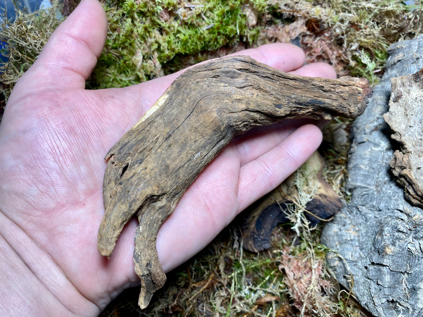 Natural Wooden Decor Pieces, 3 Pack