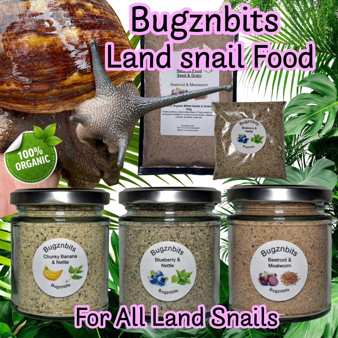 Premium Giant African Land Snail Food