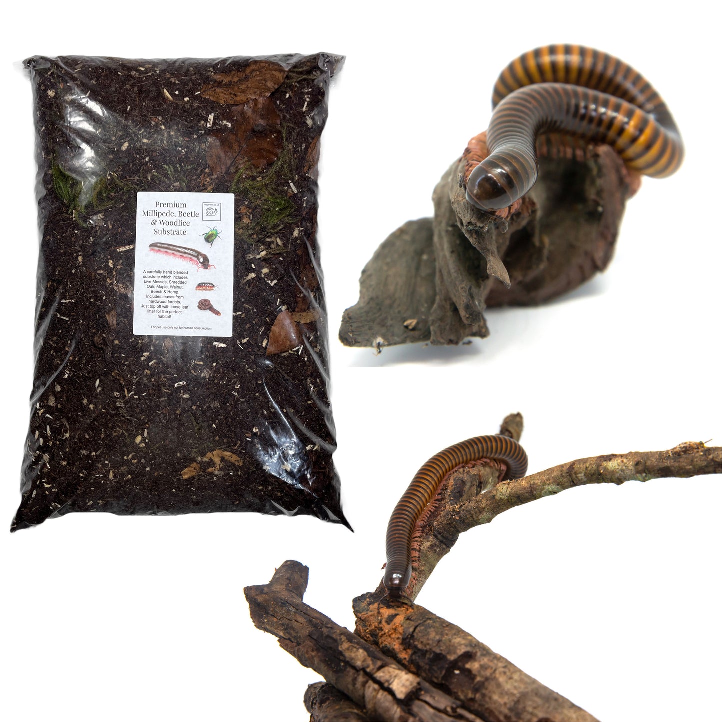 Premium Millipede, Beetle and Woodlice Substrate (Millipede soil)
