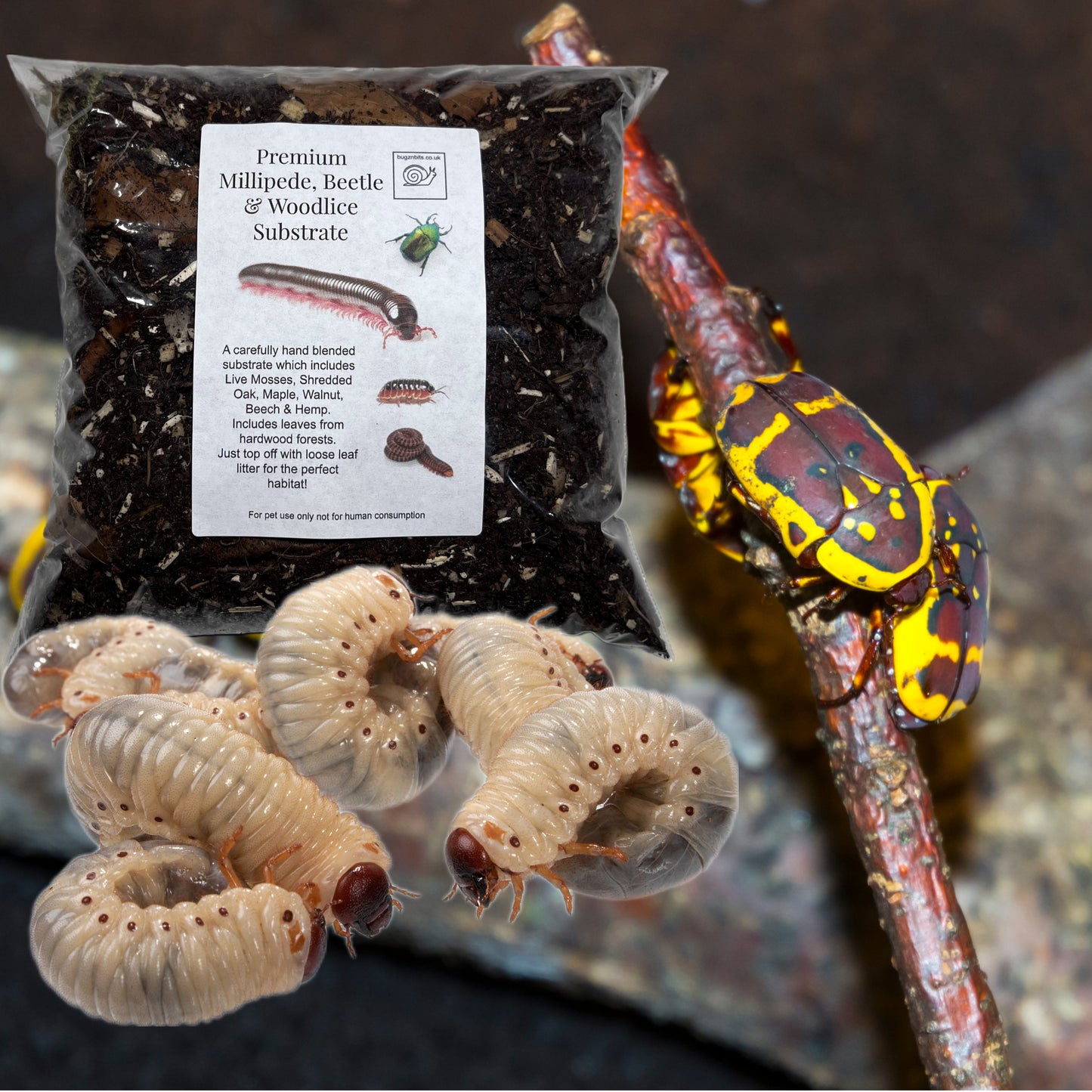 Premium Millipede, Beetle and Woodlice Substrate (Millipede soil)
