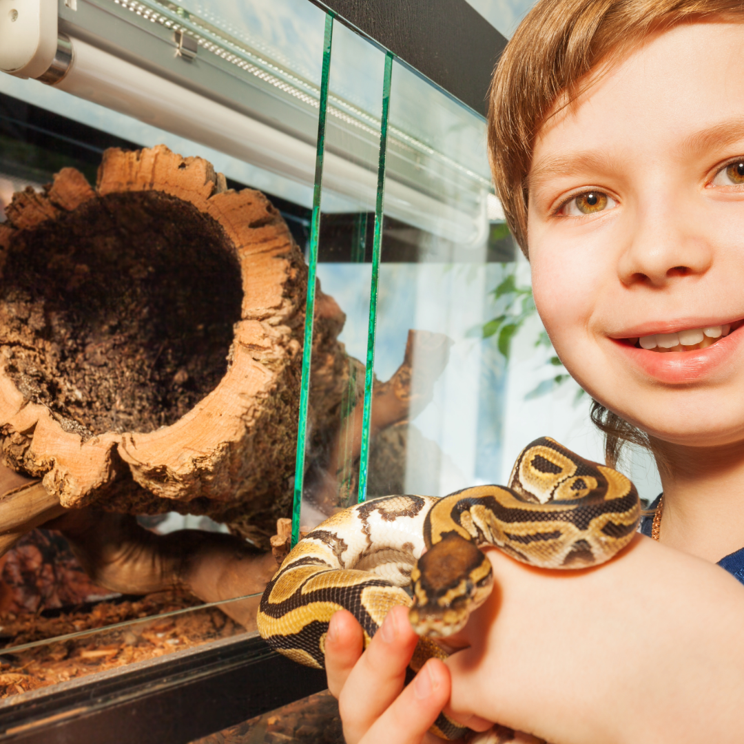 Ball Python Substrate, Organic Coco Husk Blocks
