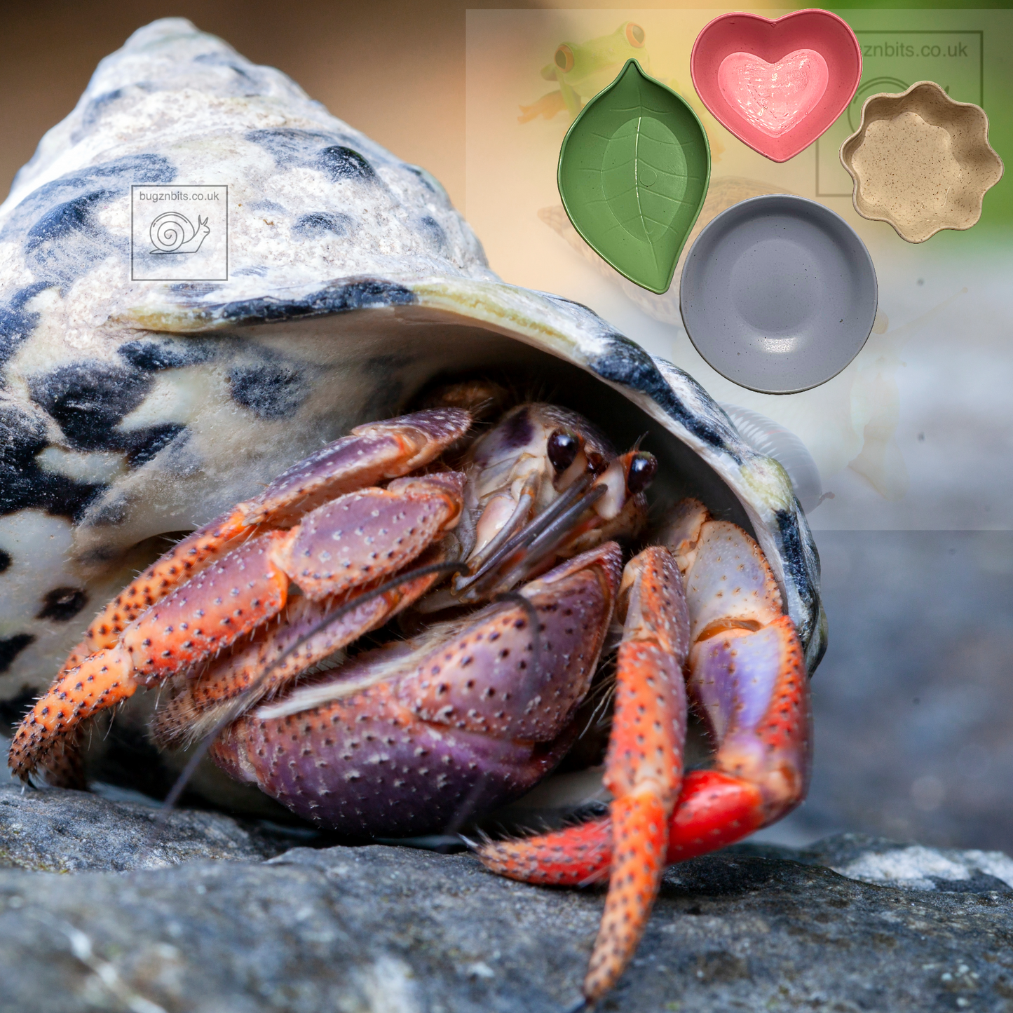 Bugznbits Colours, 4 pack, Feeding Bowls