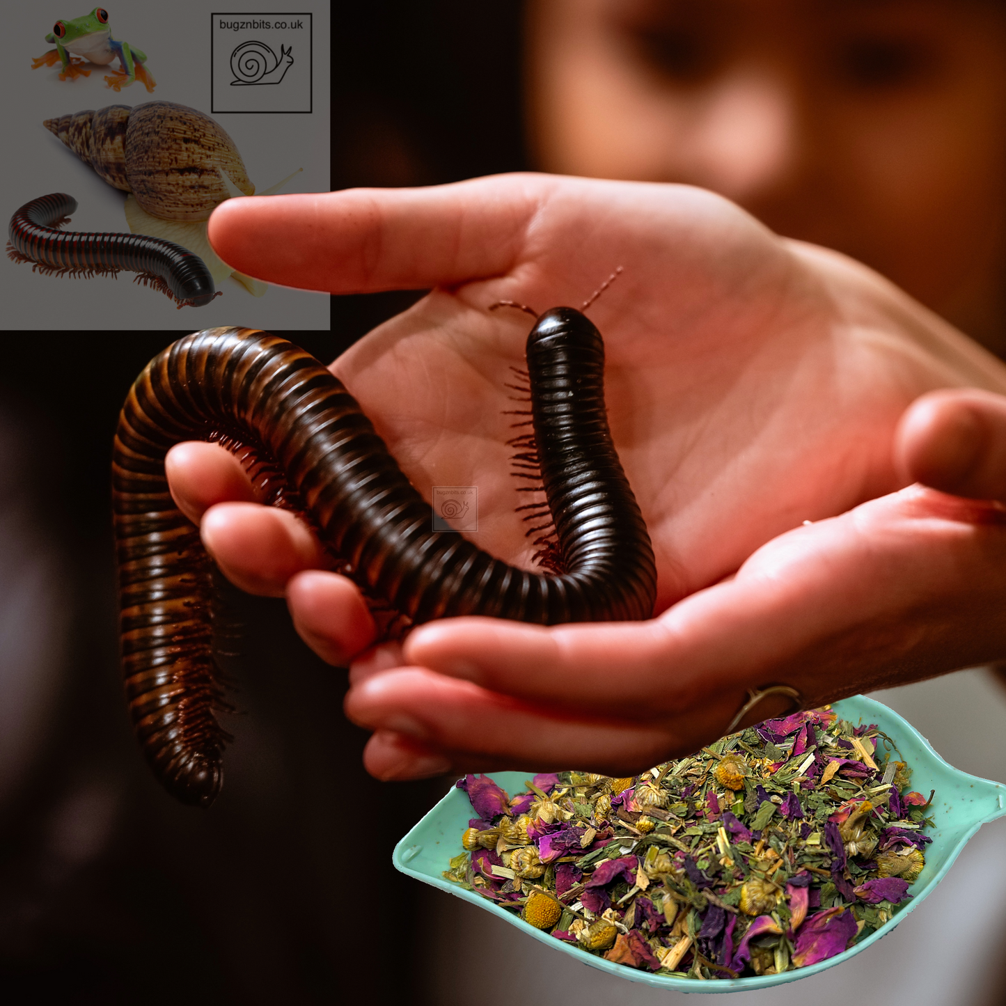 Bugznbits Colours, Small Pet Bowls