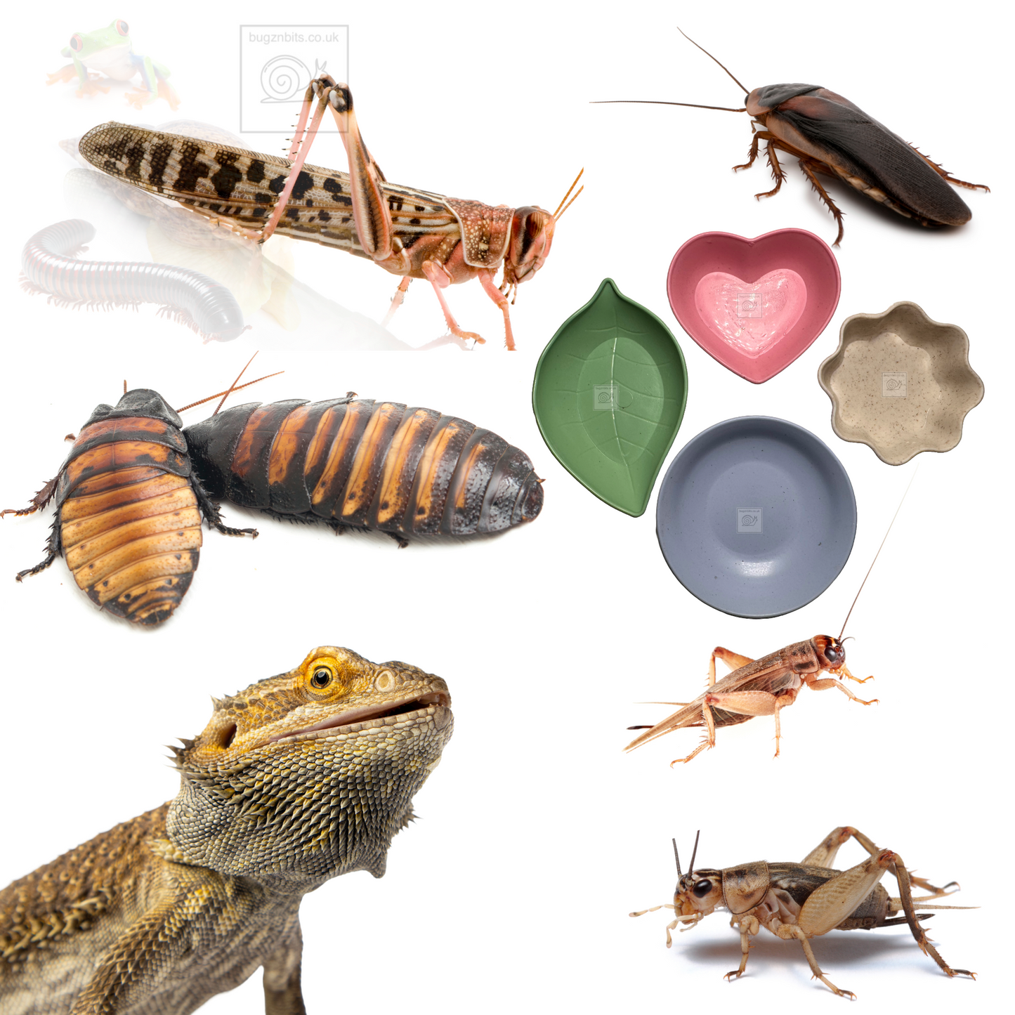 Bugznbits Colours, 4 pack, Feeding Bowls