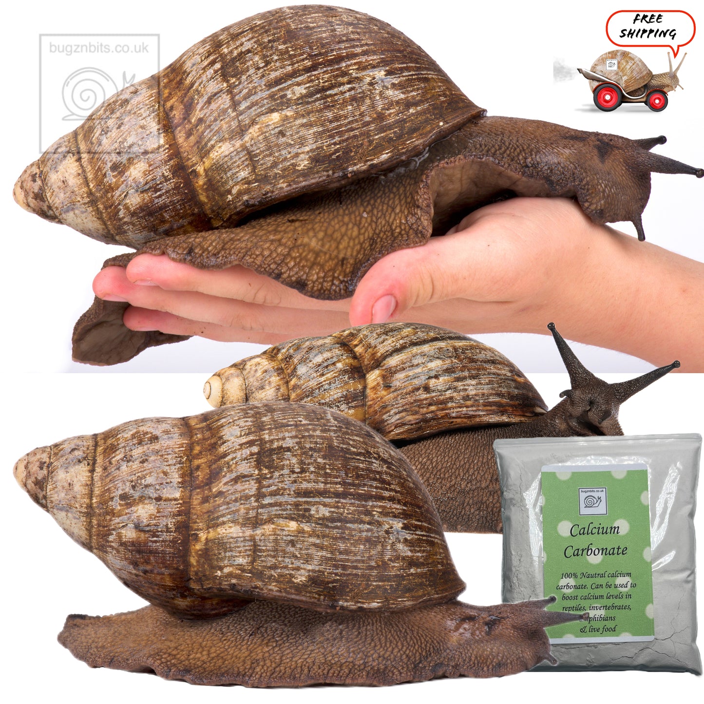 Standard Substrate, Land Snail Set-Up Pack 10 Item Pack