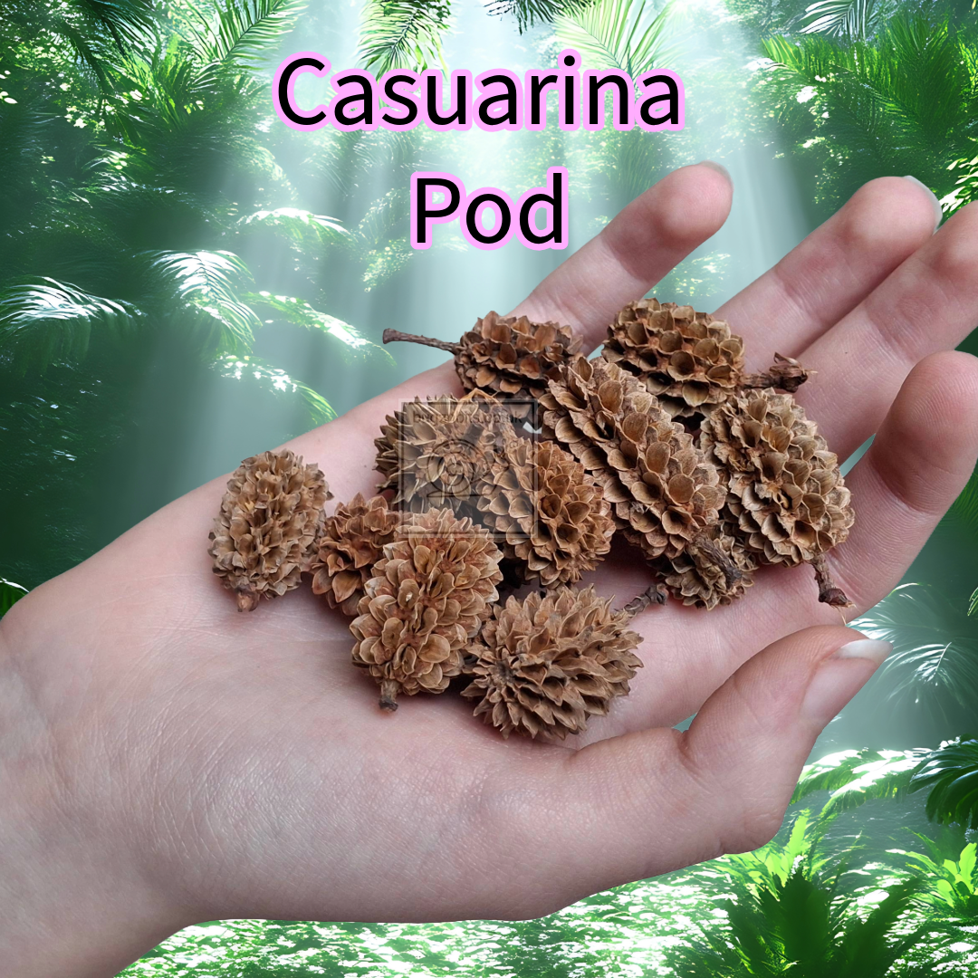 Casuarina Pods/Heads