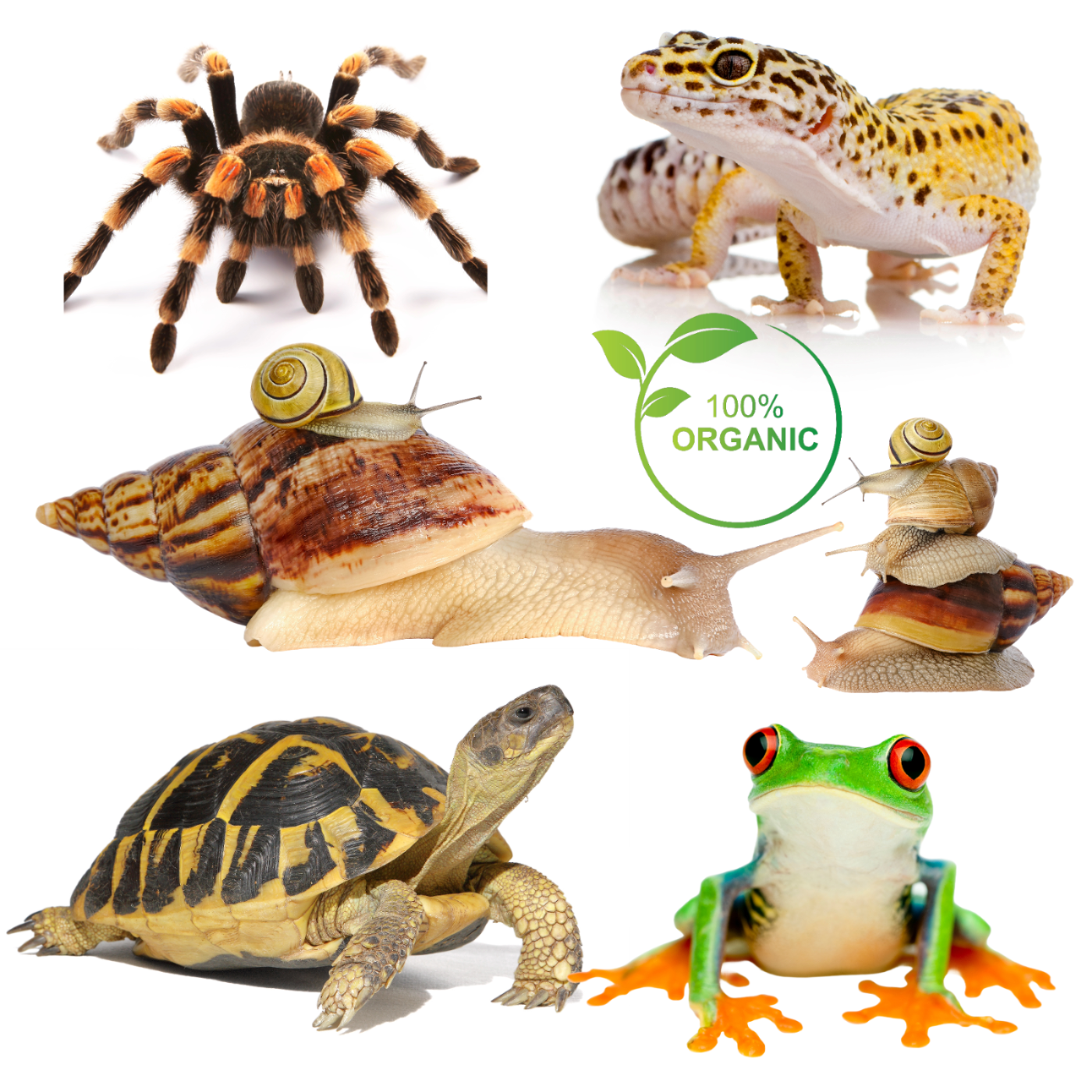 Tortoise, Spider, Gecko, Frog, Snail Soil, 100% Organic Prepared Coco Coir