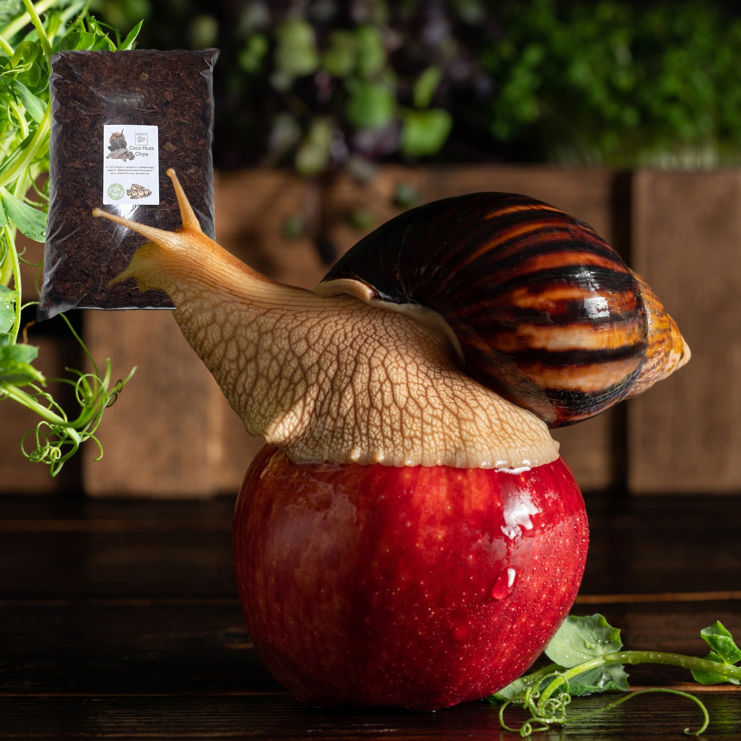 Coco Coir Husk & Chip, Prepared & Ready to Use, Snails, Snakes, Tortoises