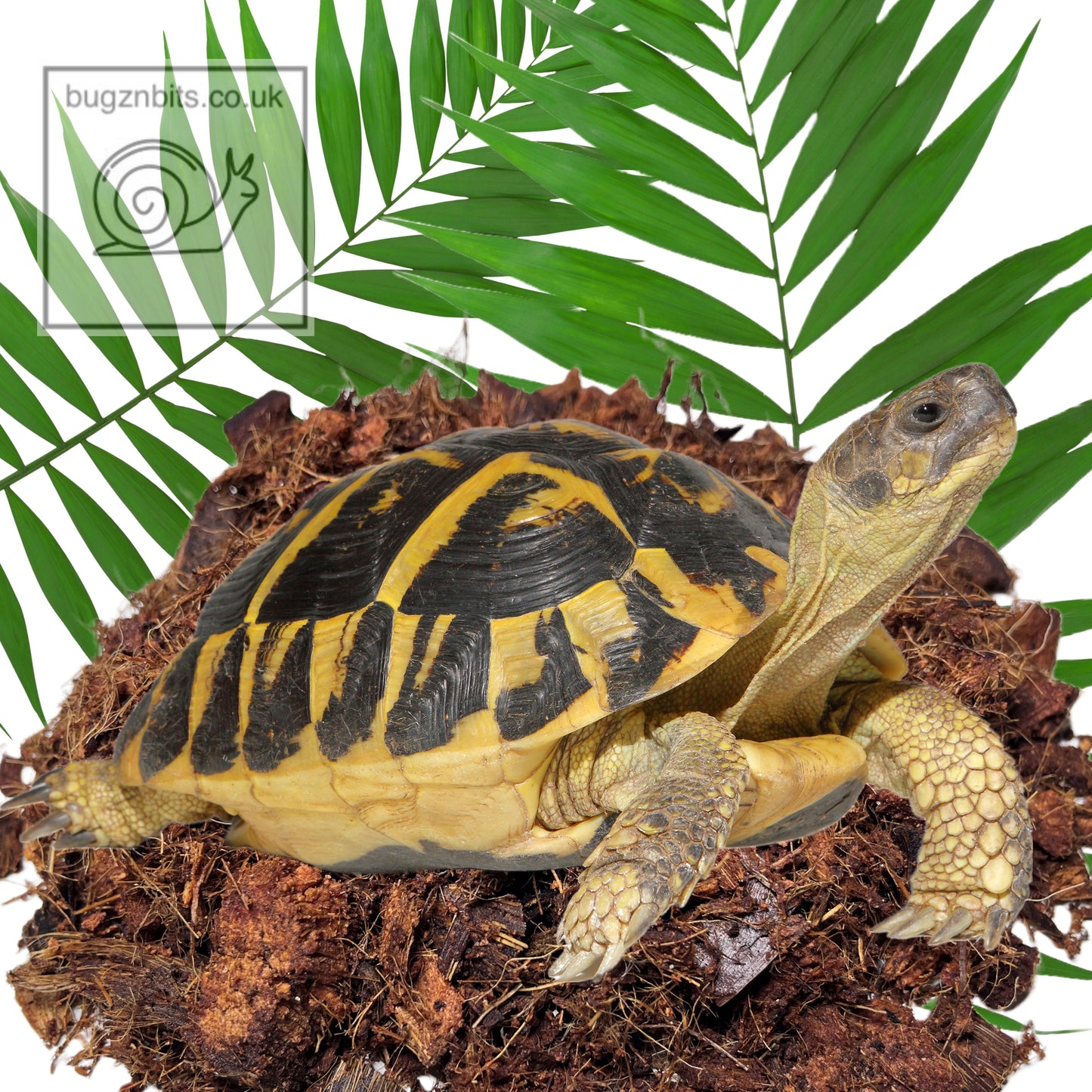 Coco Coir Husk & Chip, Prepared & Ready to Use, Snails, Snakes, Tortoises