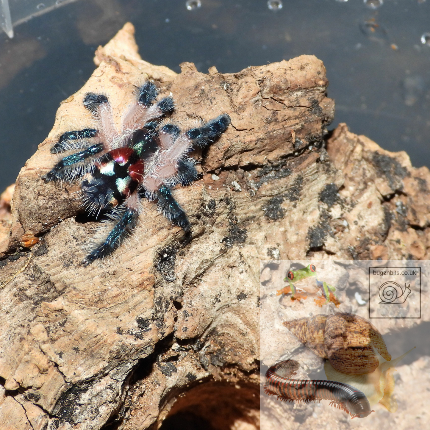 Cork Bark, Various Options