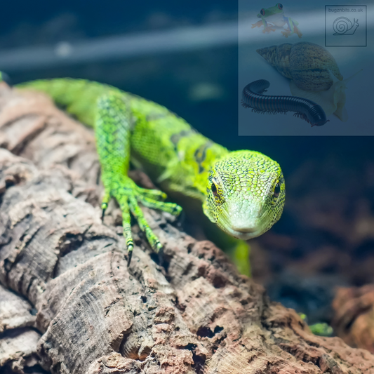 Cork Bark, Various Options