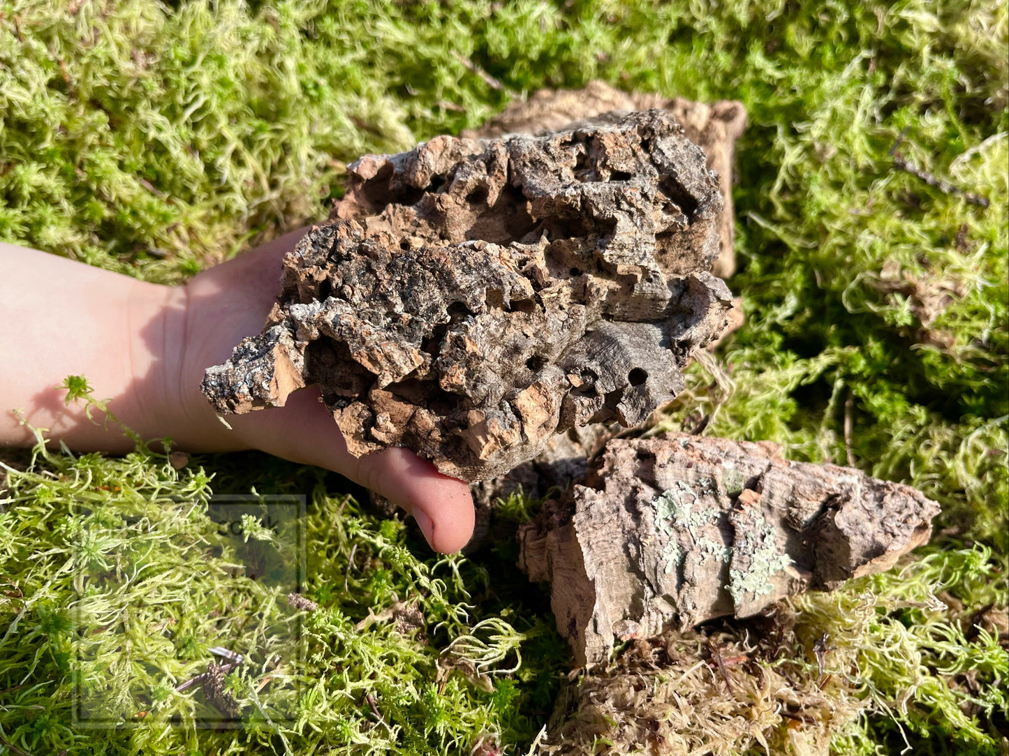 Cork Bark, Various Options