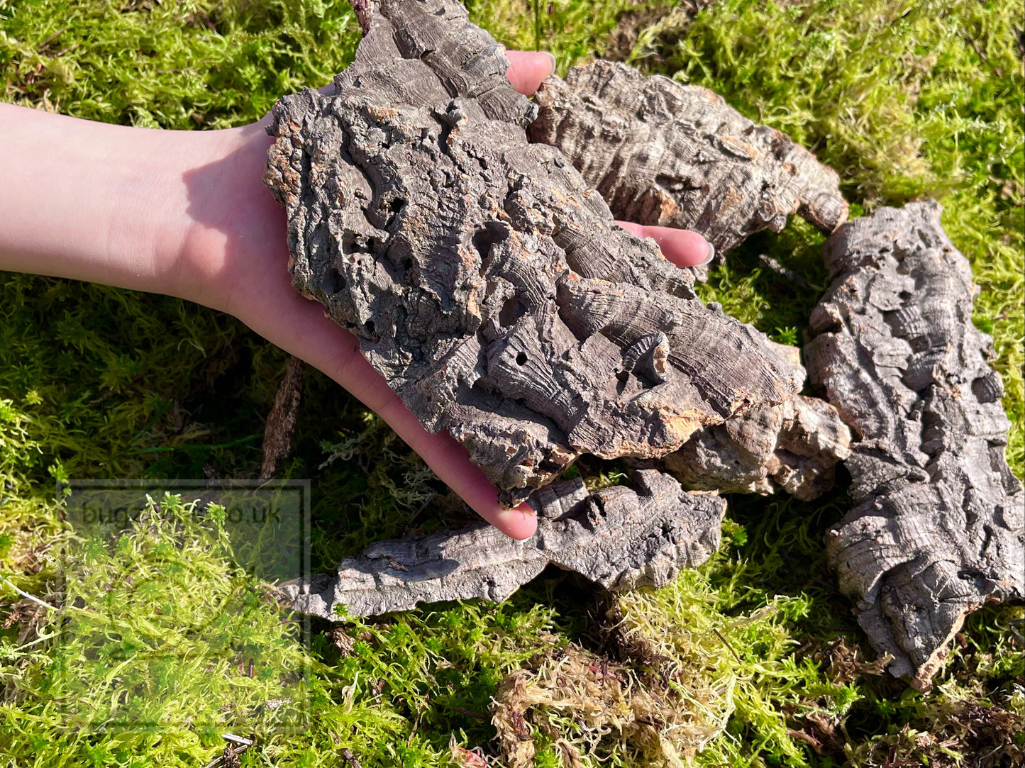 Cork Bark, Various Options
