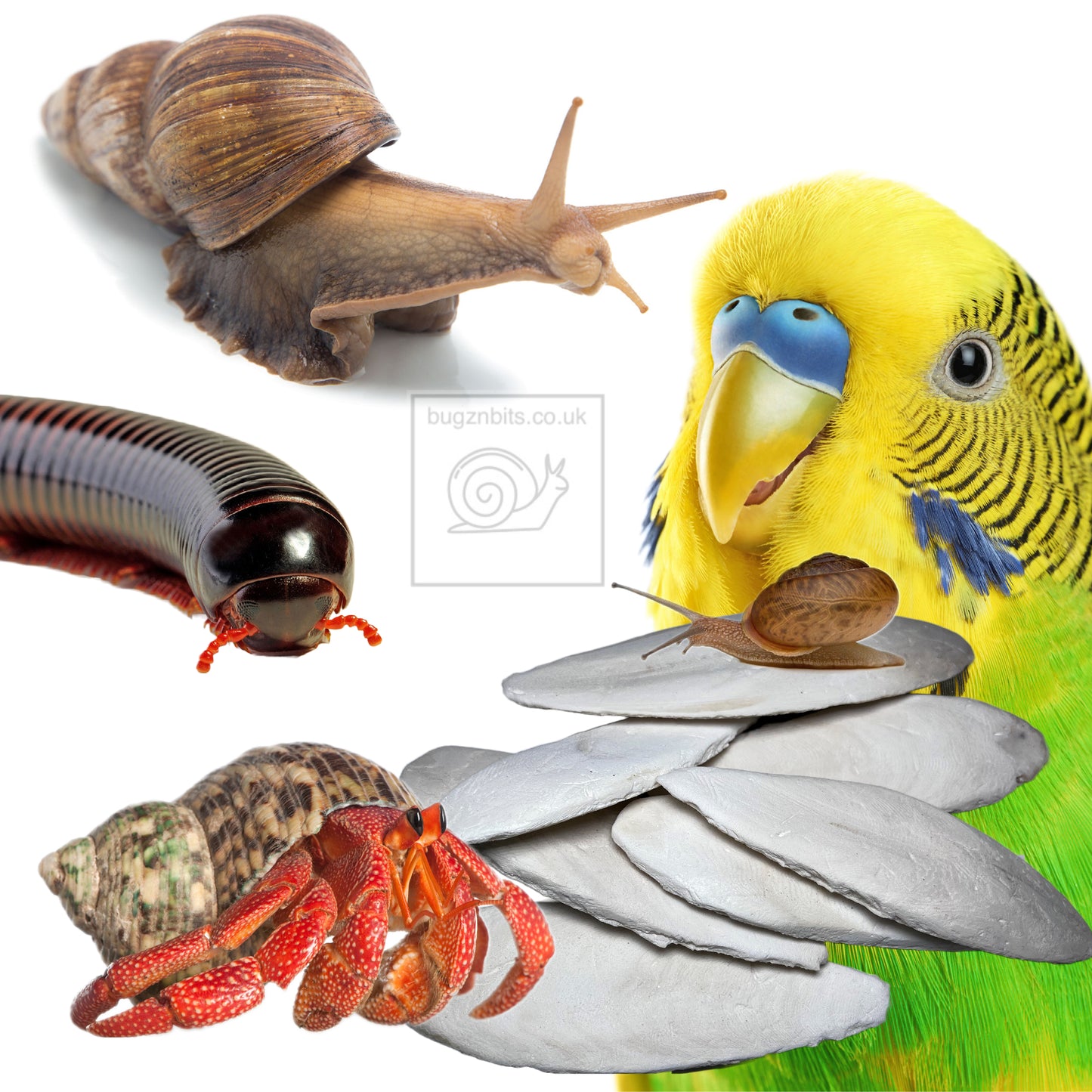 Standard Substrate, Land Snail Set-Up Pack 10 Item Pack