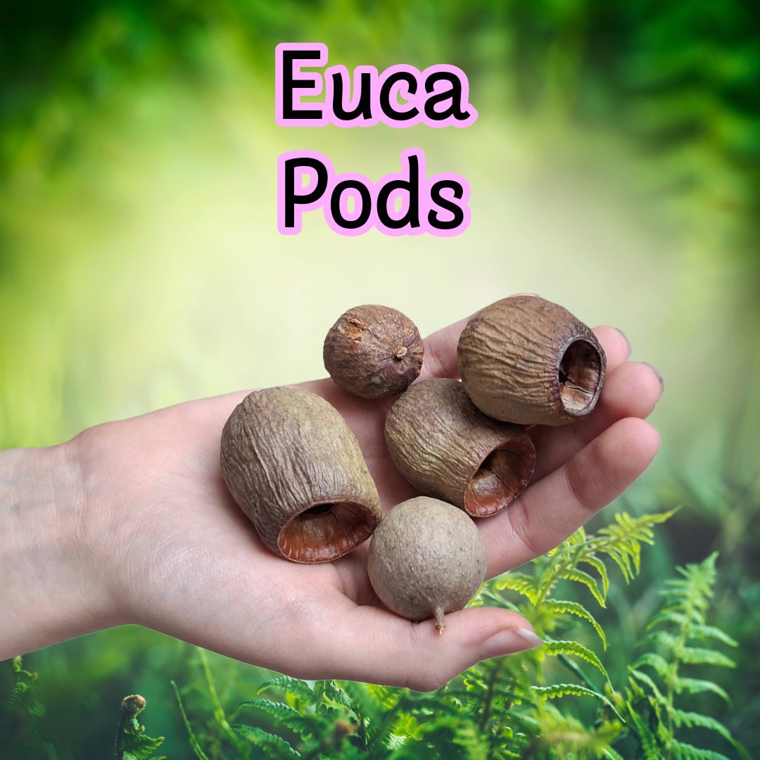 Isopod Food & Pod Party Pack