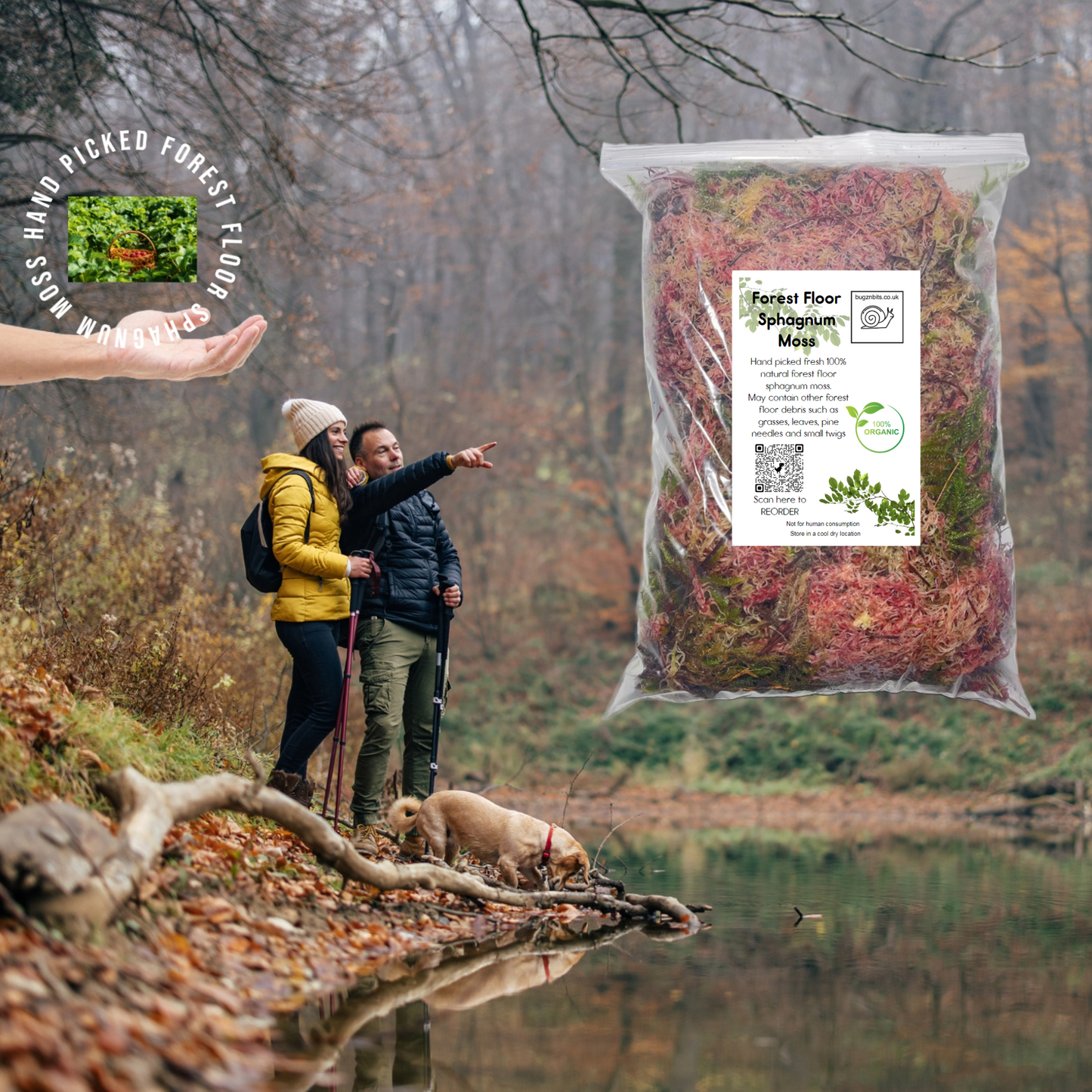 Premium Land Snail Set-Up Pack, 10 Item Pack