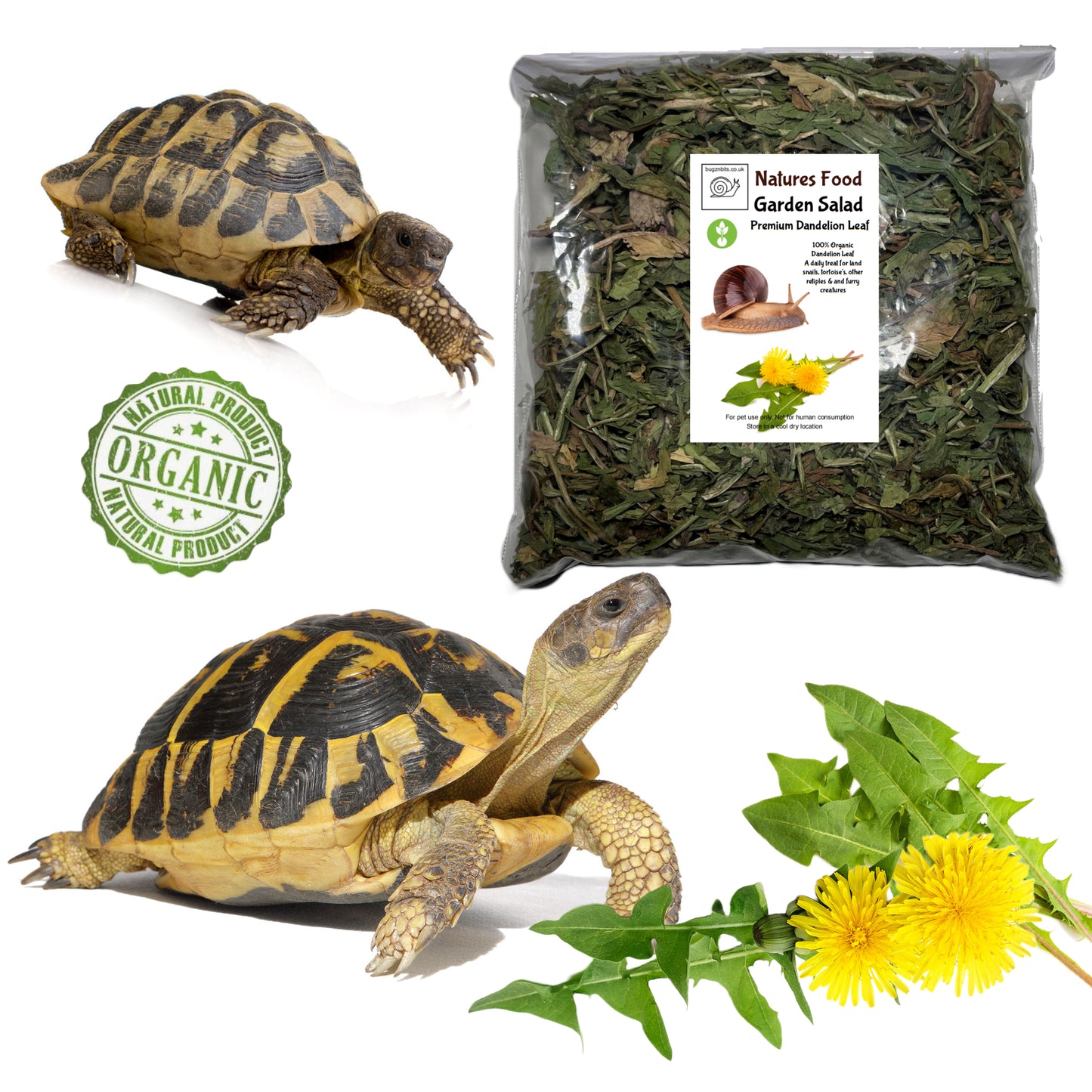 Garden Salad, Dandelion Leaf