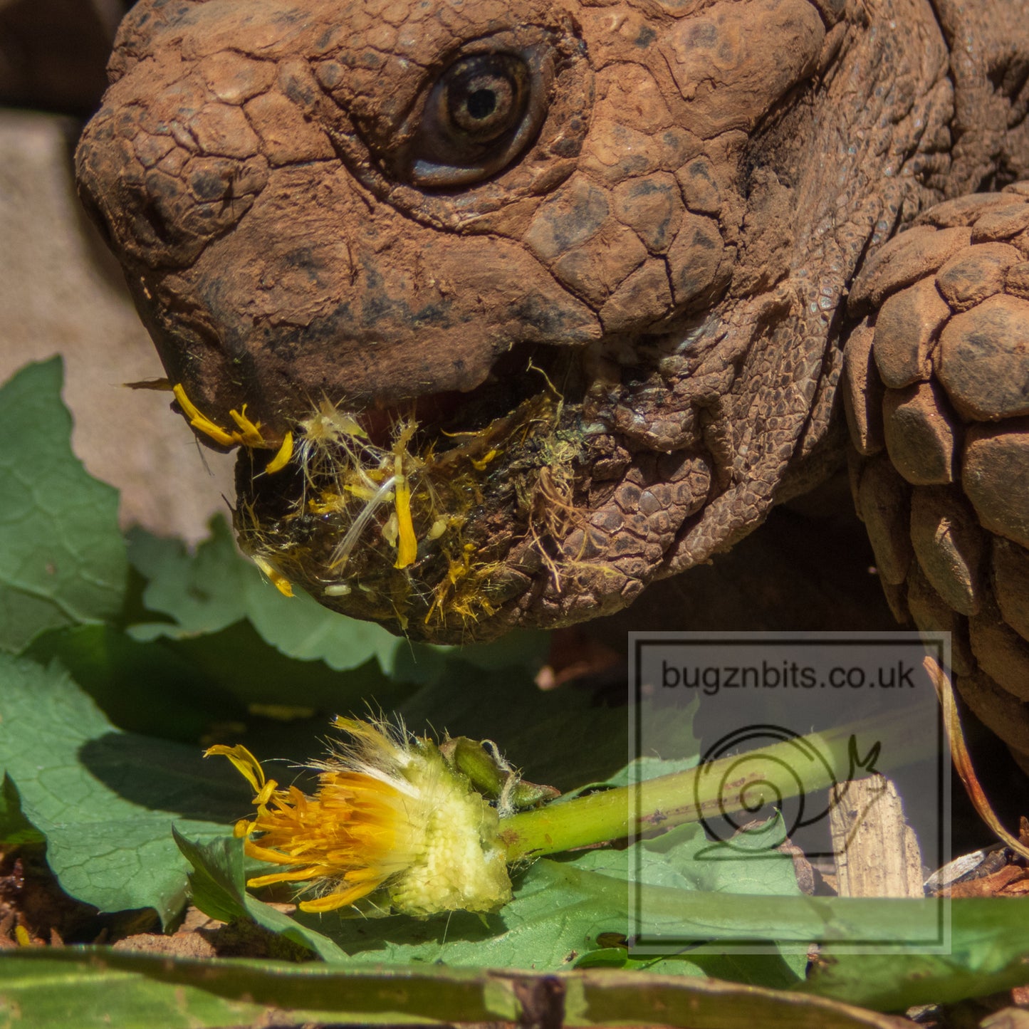 Garden Salad, Dandelion Leaf