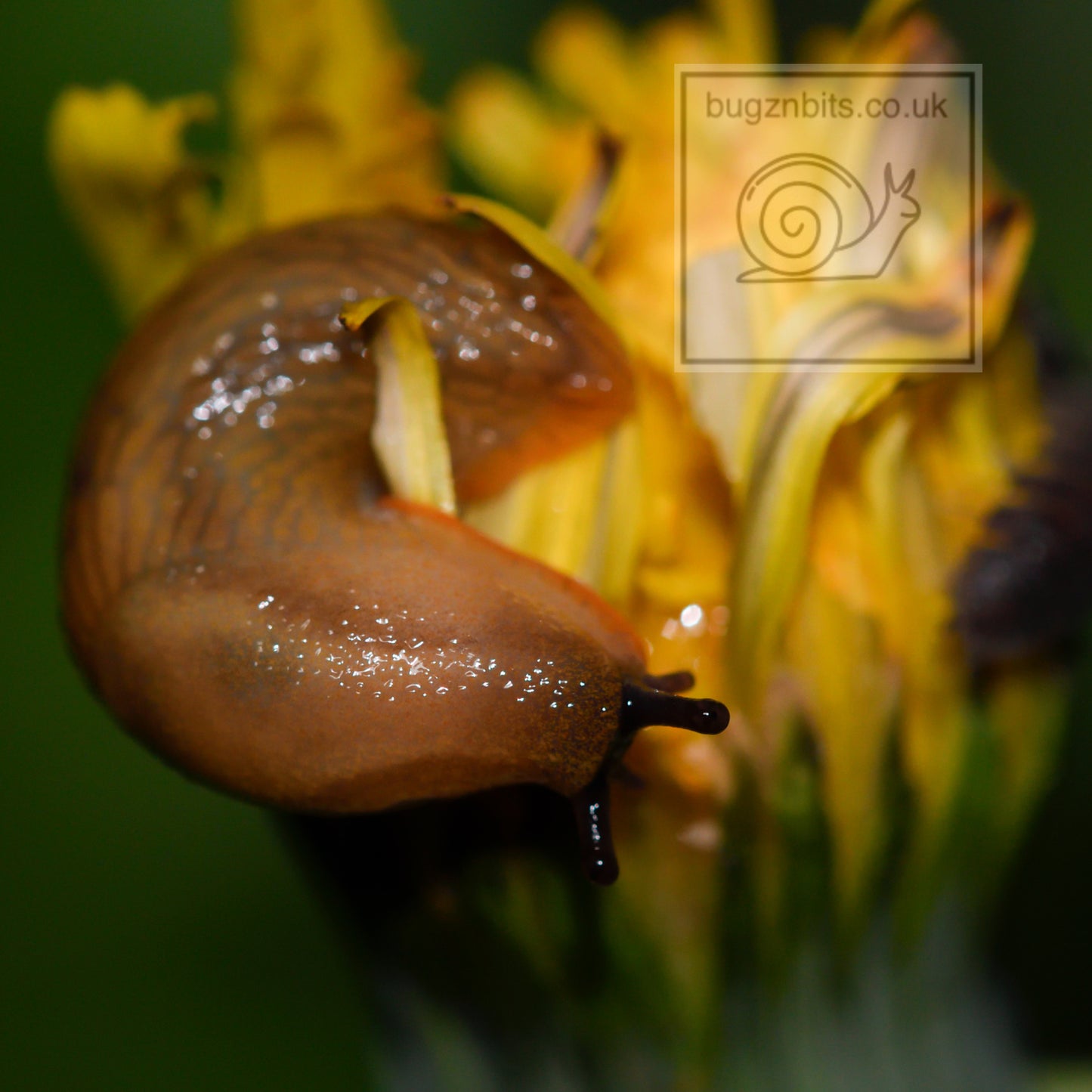 Garden Salad, Dandelion Leaf