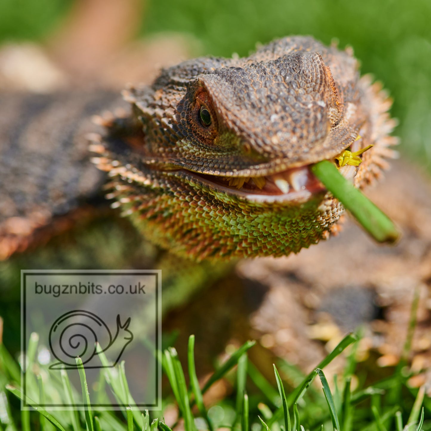 Garden Salad, Dandelion Leaf