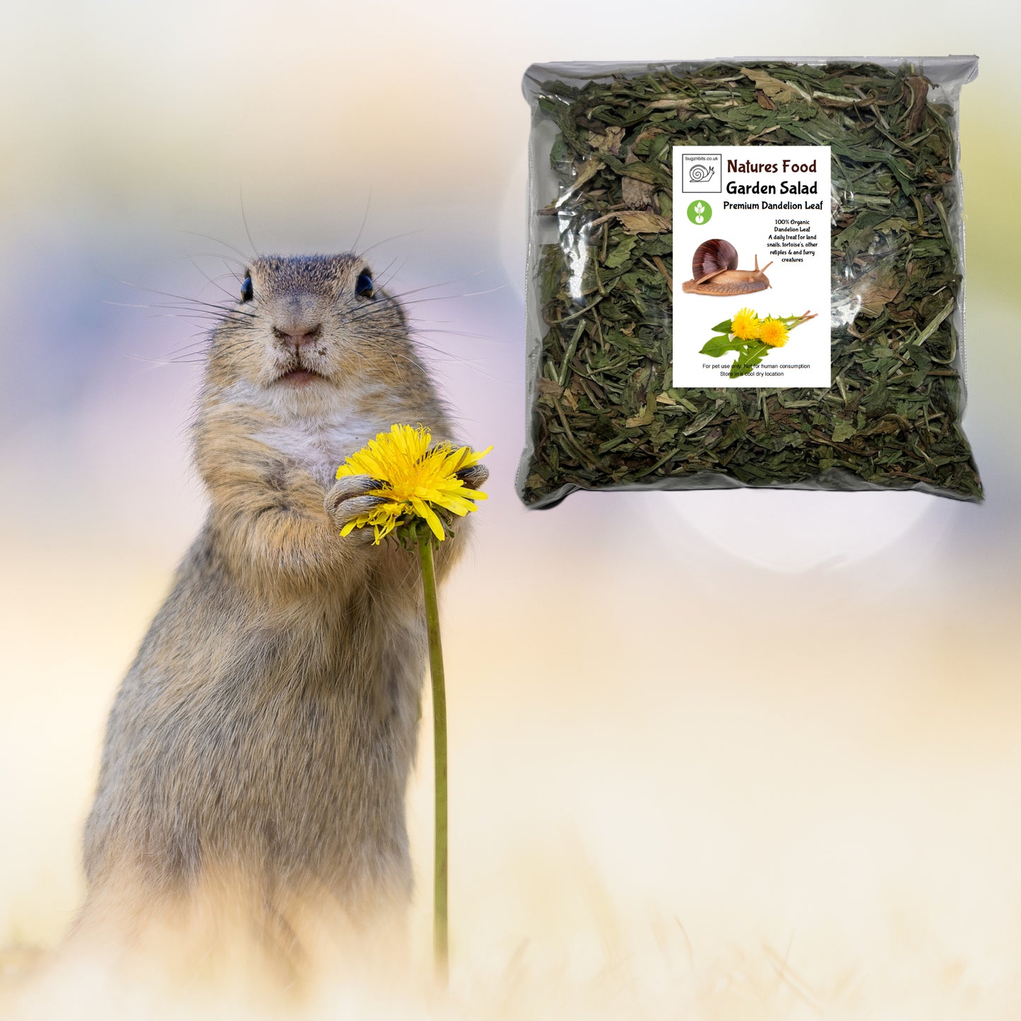 Garden Salad, Dandelion Leaf