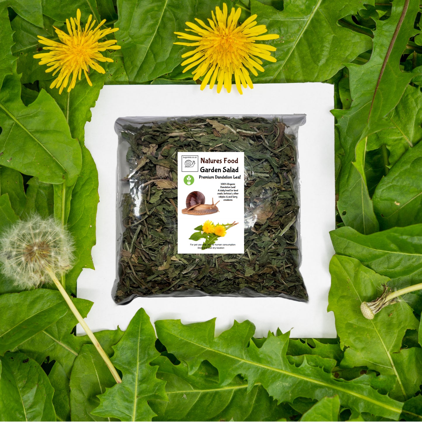 Garden Salad, Dandelion Leaf