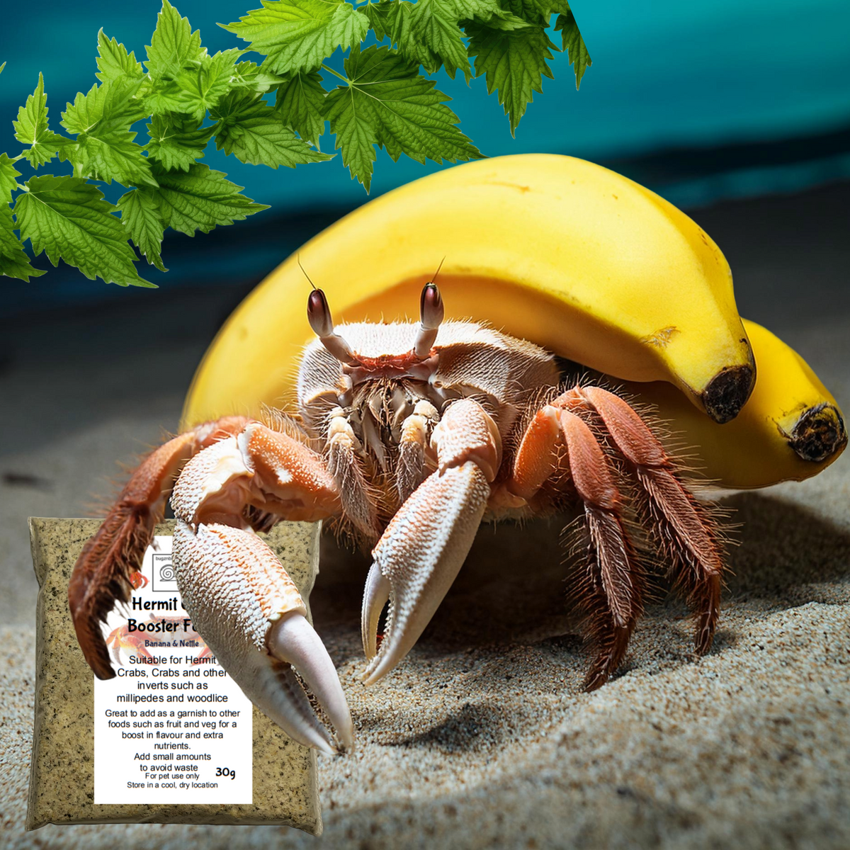 Hermit Crab food