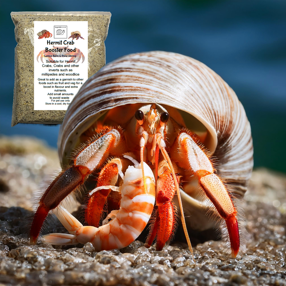 Hermit Crab food