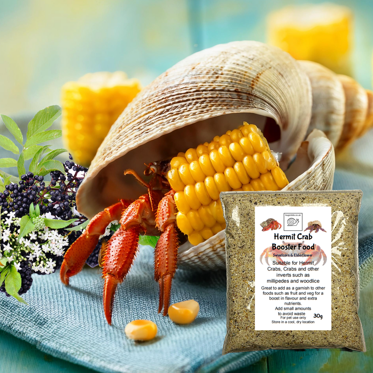 Hermit Crab food