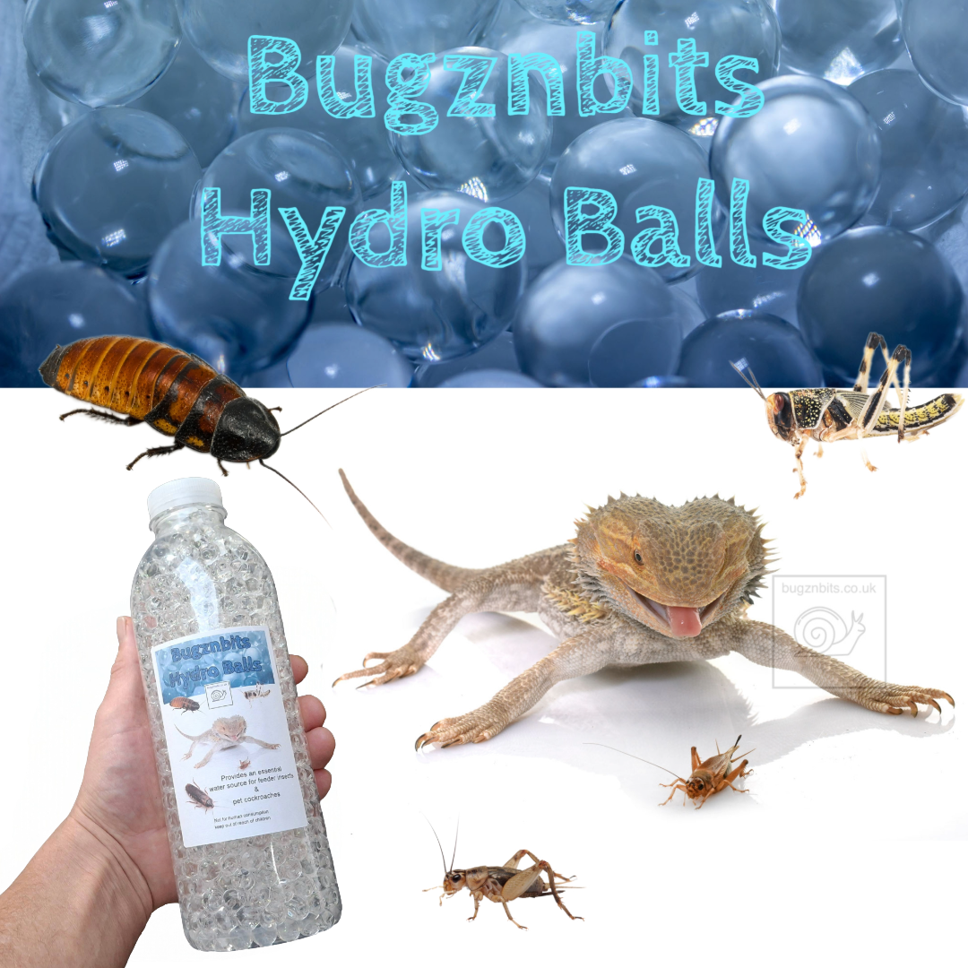 Hydro Balls For Feeder Insects & Roach Keeping
