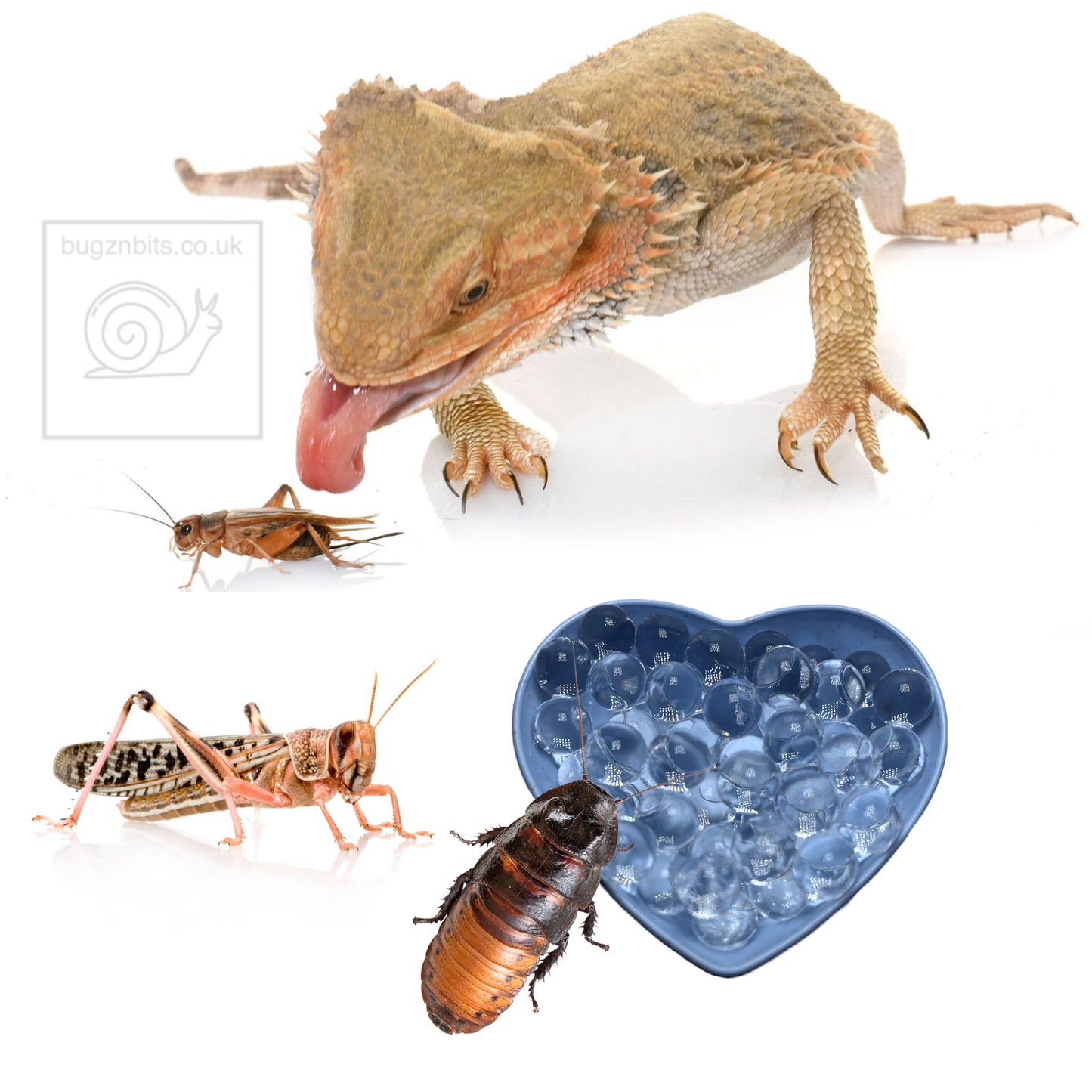 Hydro Balls For Feeder Insects & Roach Keeping