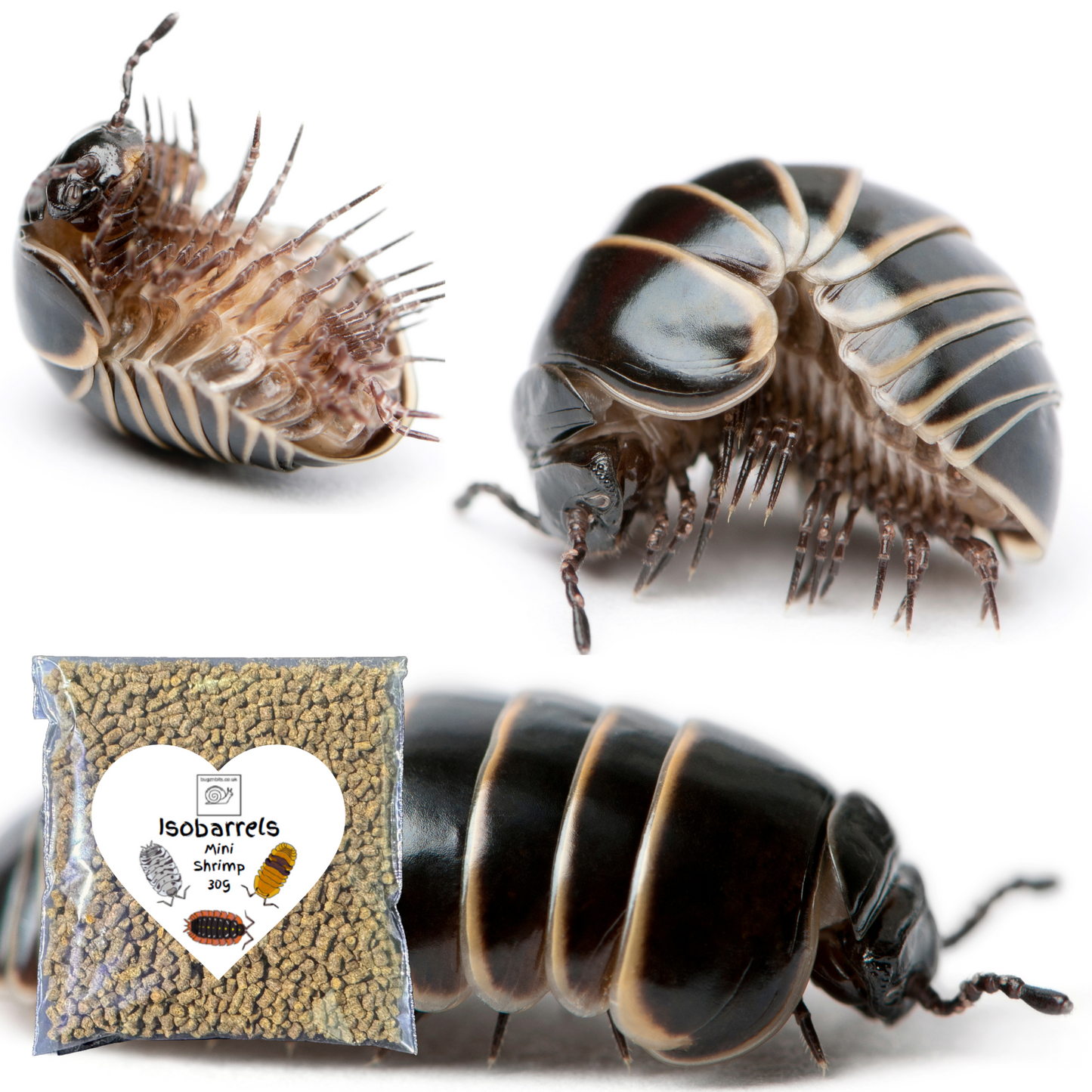 Isobarrel Protein Millipede and Woodlice Treat
