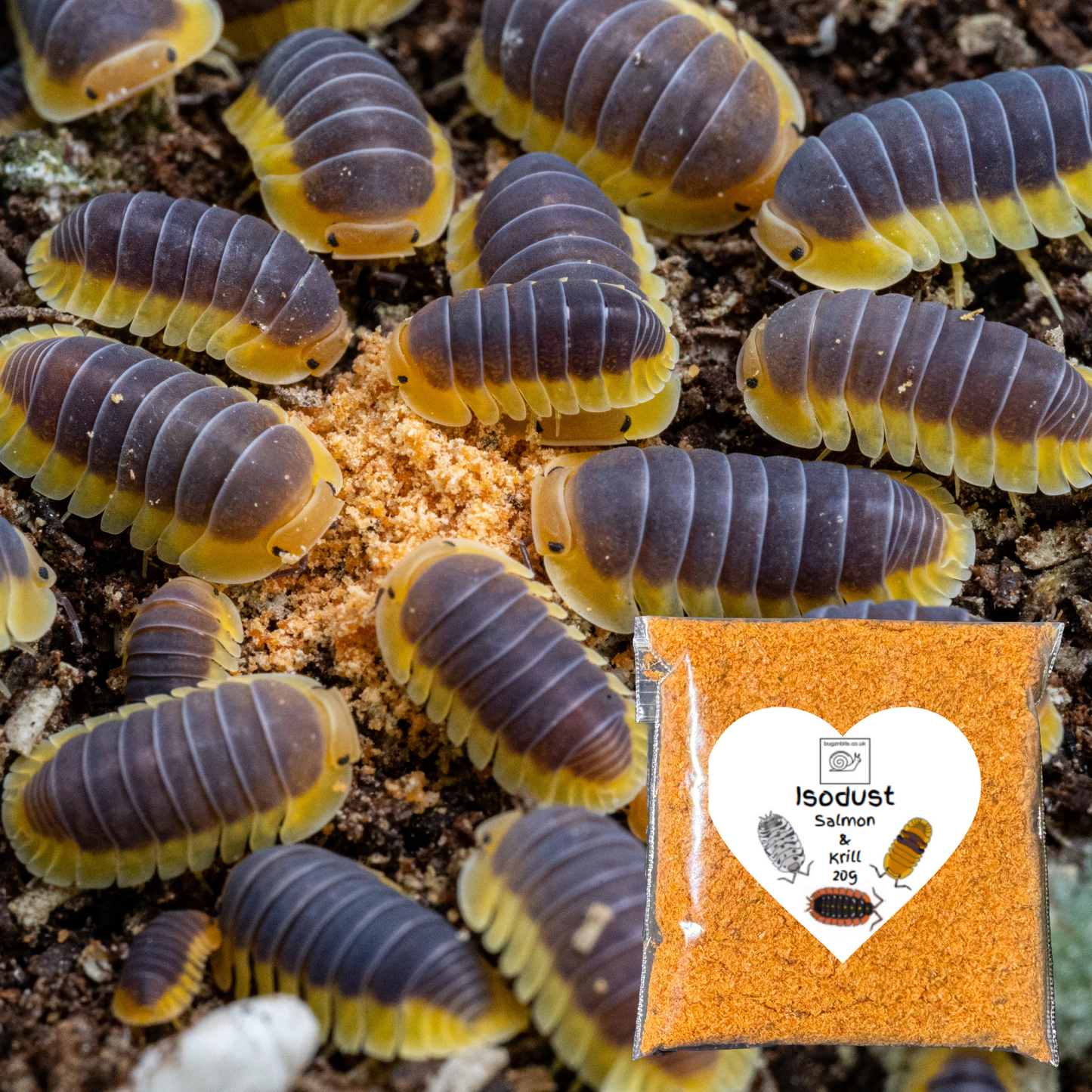 Isobarrel Protein Millipede and Woodlice Treat