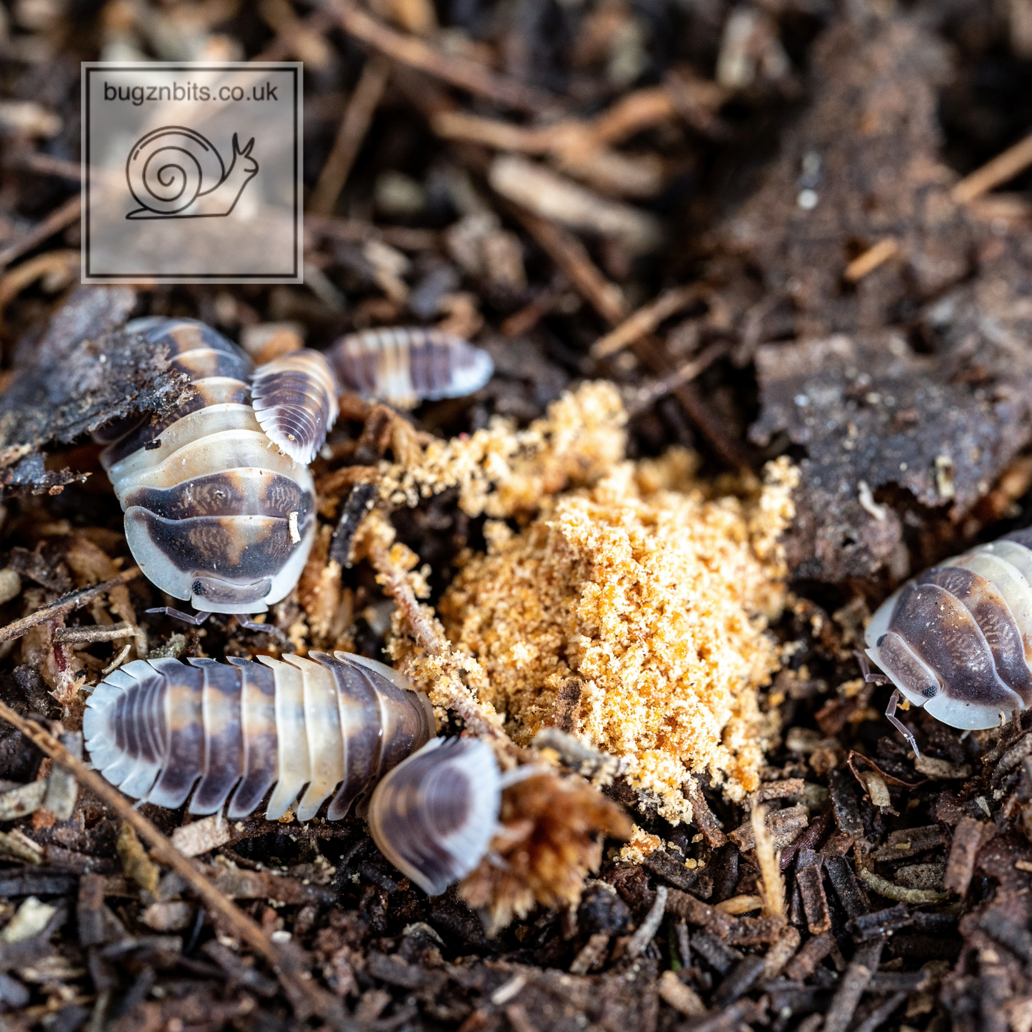 Isobarrel Protein Millipede and Woodlice Treat
