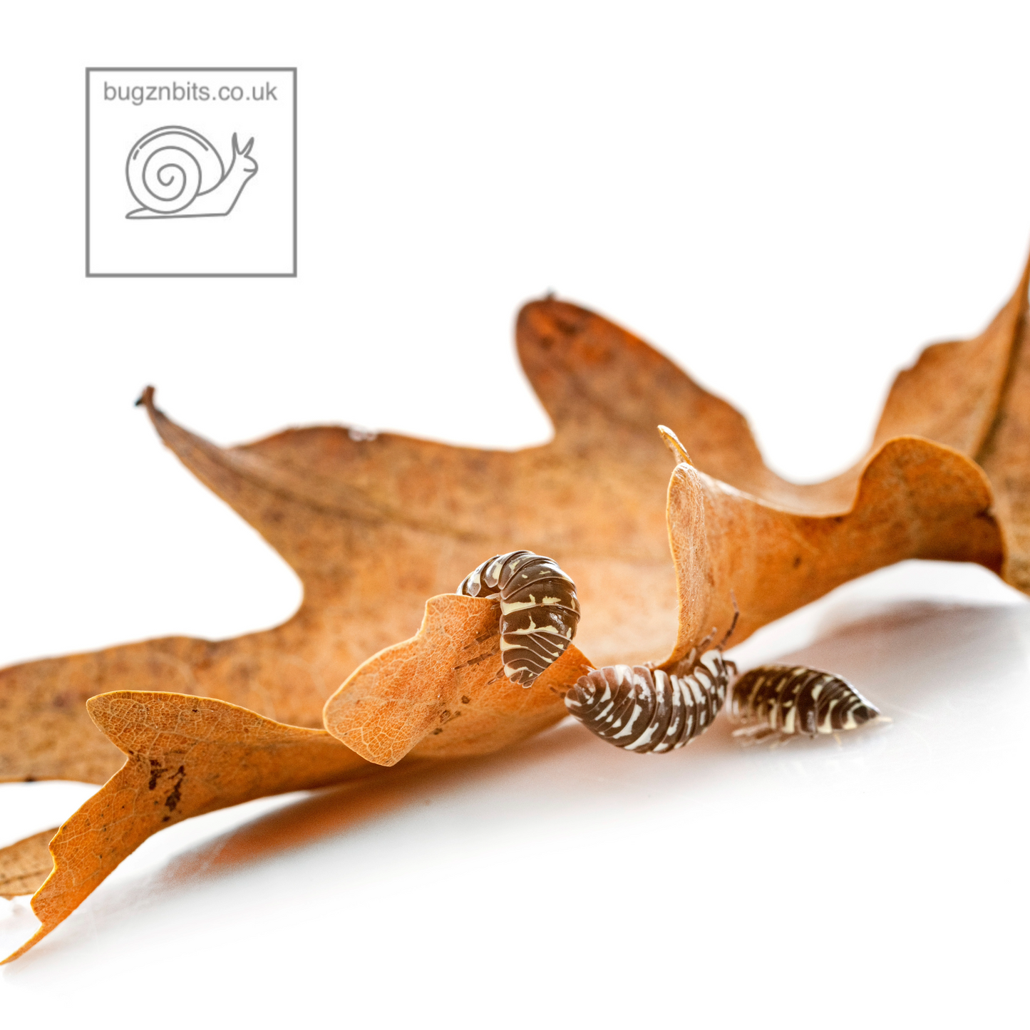 The Essential Millipede & Woodlice Set-Up Pack, 4 Item pack