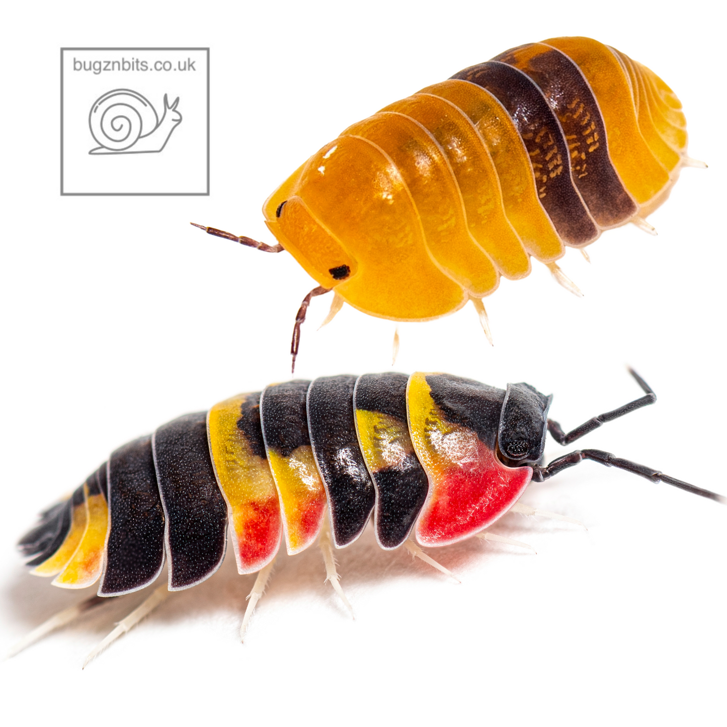 The Ultimate Millipede & Woodlice Set-Up Pack