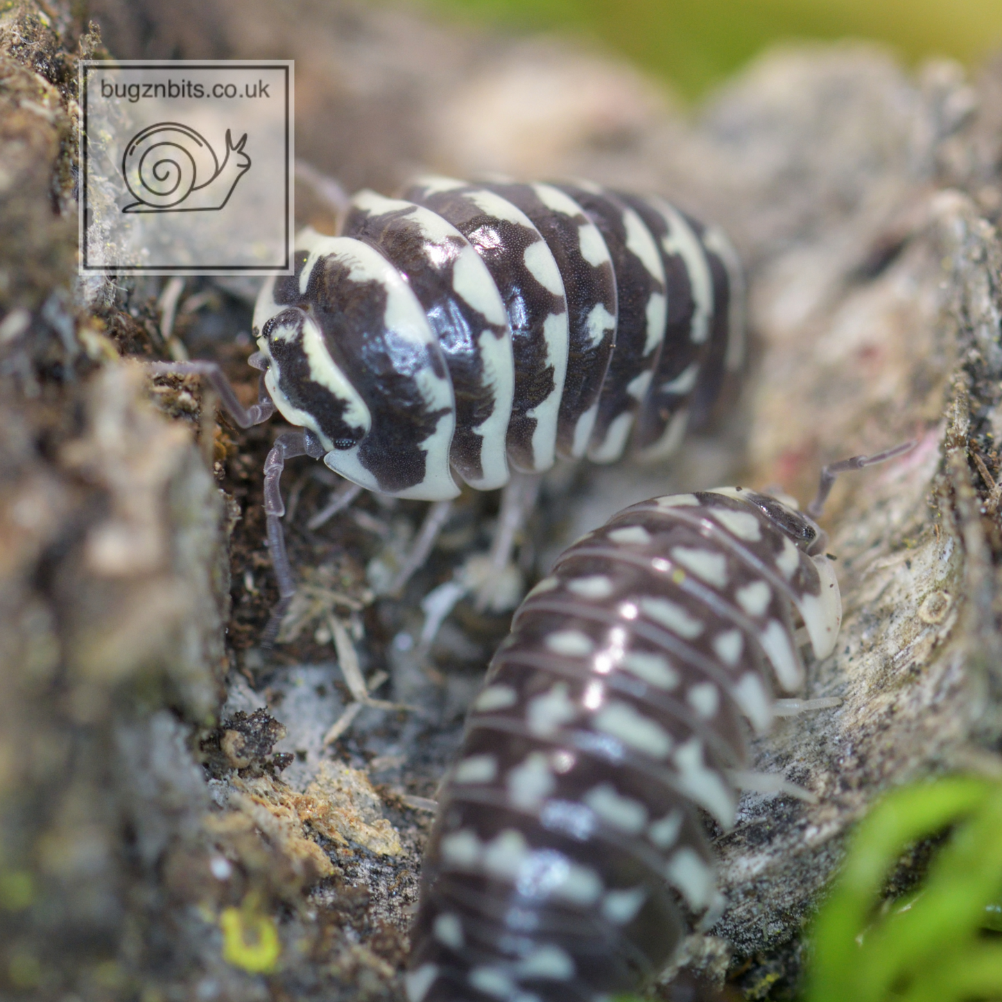 The Ultimate Millipede & Woodlice Set-Up Pack