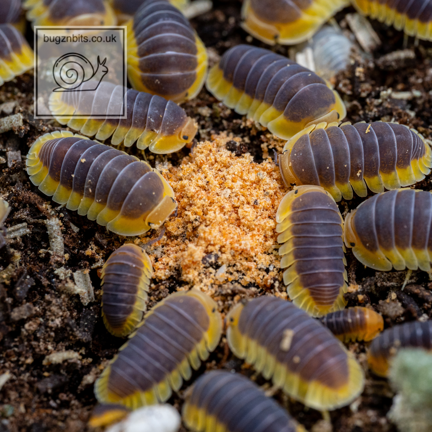 The Ultimate Millipede & Woodlice Set-Up Pack