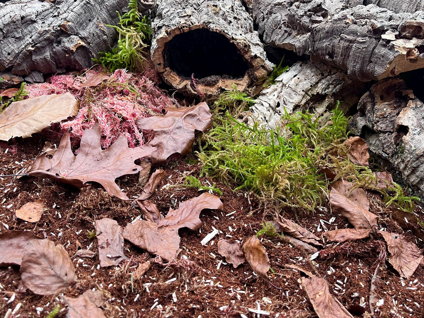 Bugznbits Jungle Earth Substrate, Our Most Versatile Substrate, Snails, Frogs, Reptiles and Supports Bio-active Set-ups