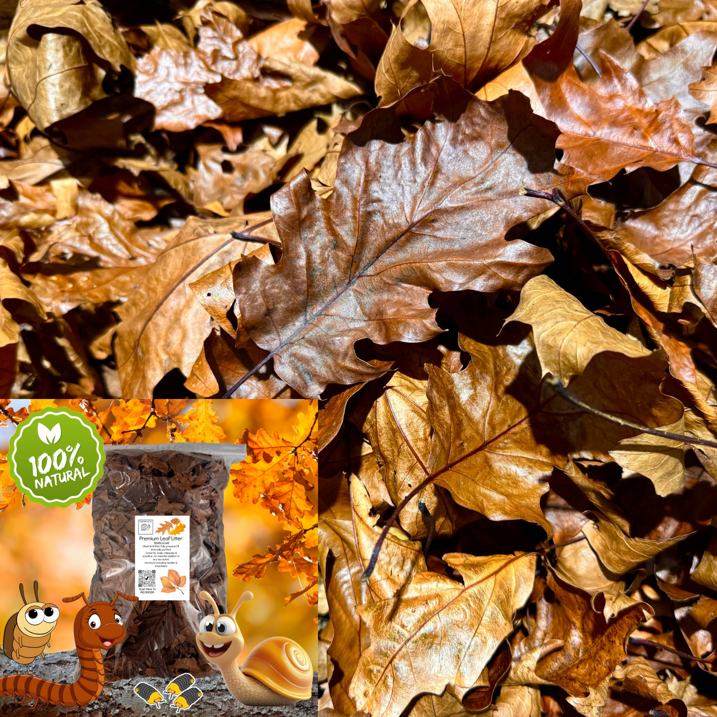 Premium Leaf Litter