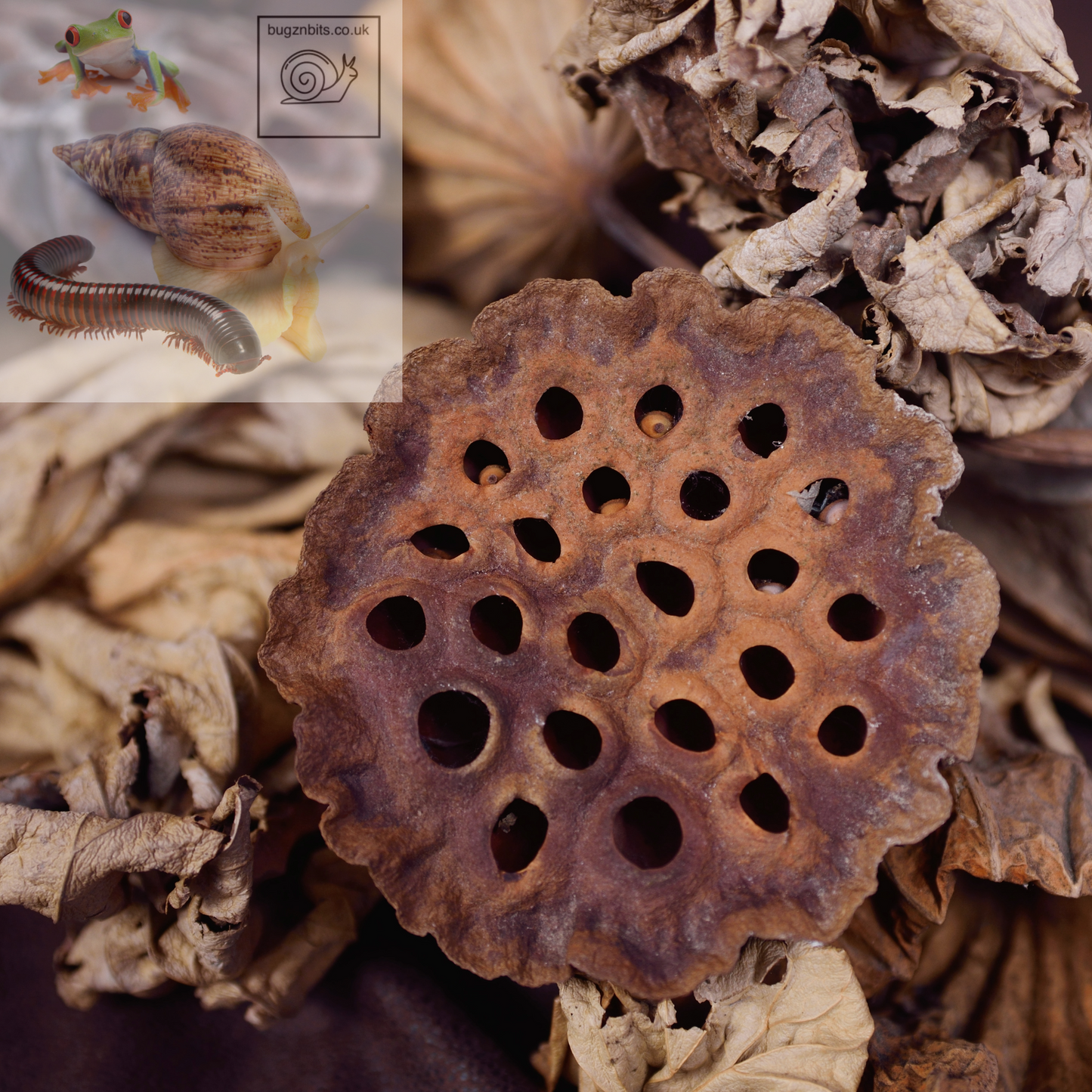 Lotus Seed Pod Heads
