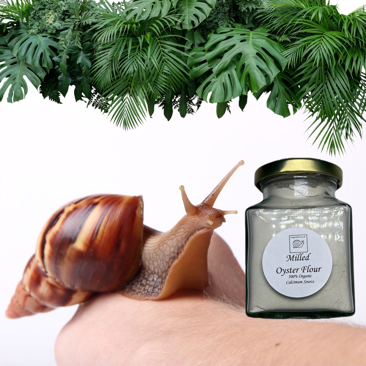 Milled Oyster Flour, Calcium & Mineral Supplement