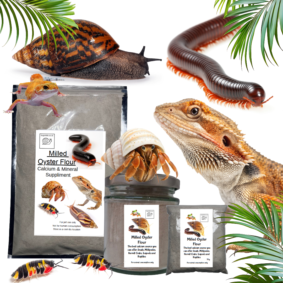 Milled Oyster Flour, Calcium & Mineral Supplement