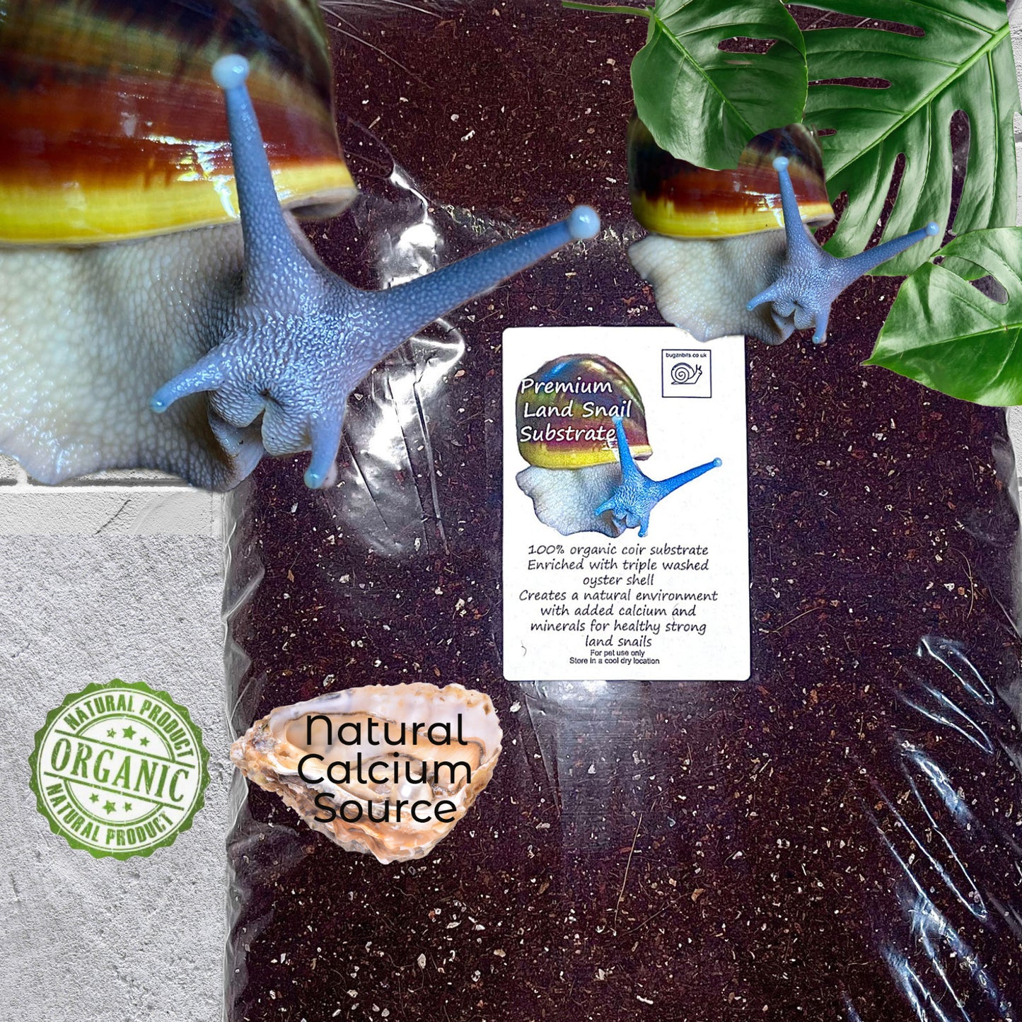 Premium Land Snail Set-Up Pack, 10 Item Pack